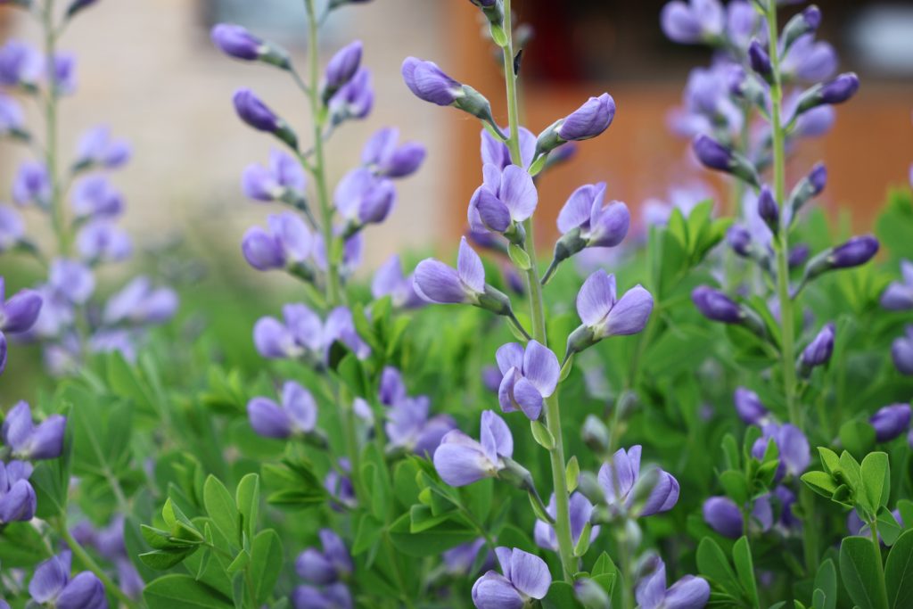 Purple-blue flowers.